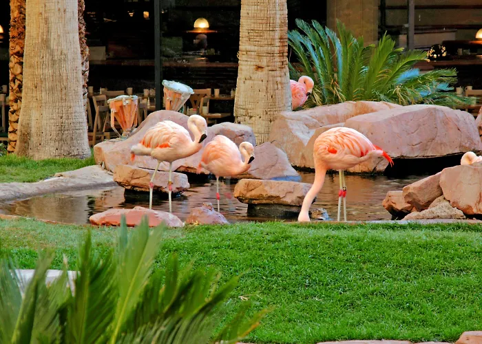 Flamingo Las Vegas & CasinoCasino Hotel